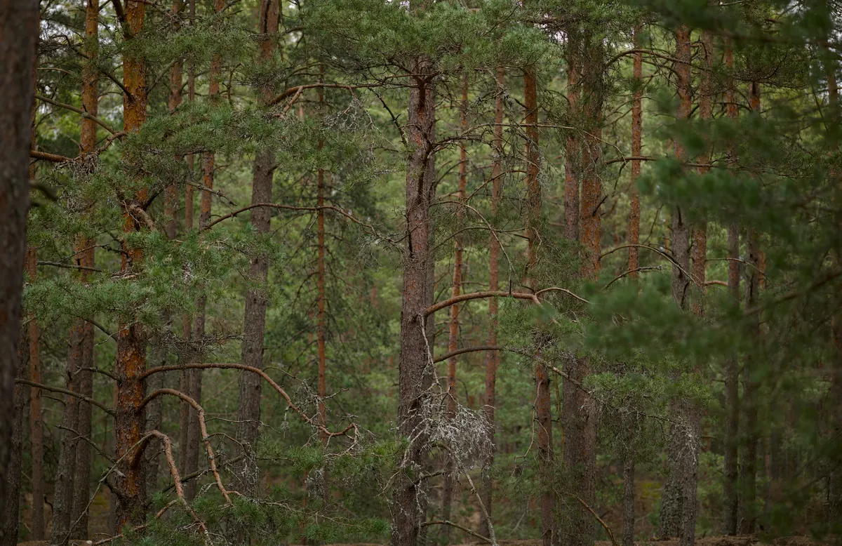 Caledonian Pinewood Birds Around Loch Maree: A Seasonal Wildlife Guide