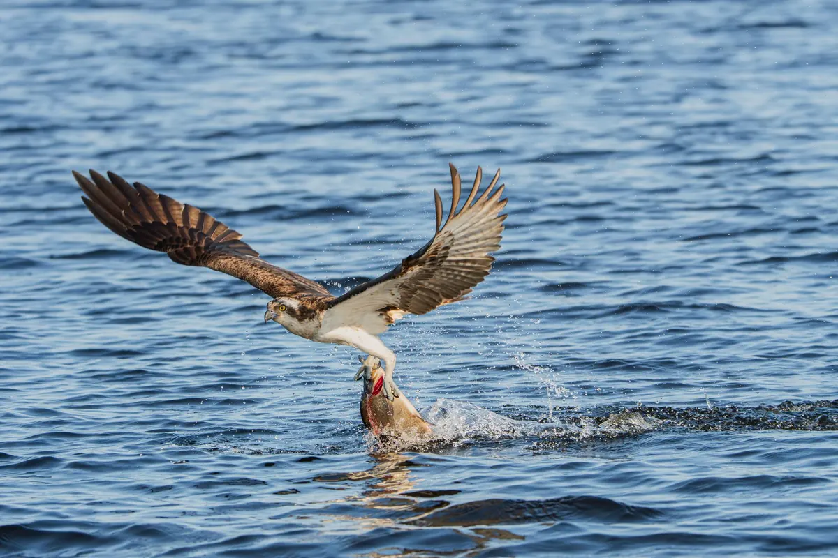 Where to See Ospreys at Loch Garten: A Seasonal Wildlife Guide