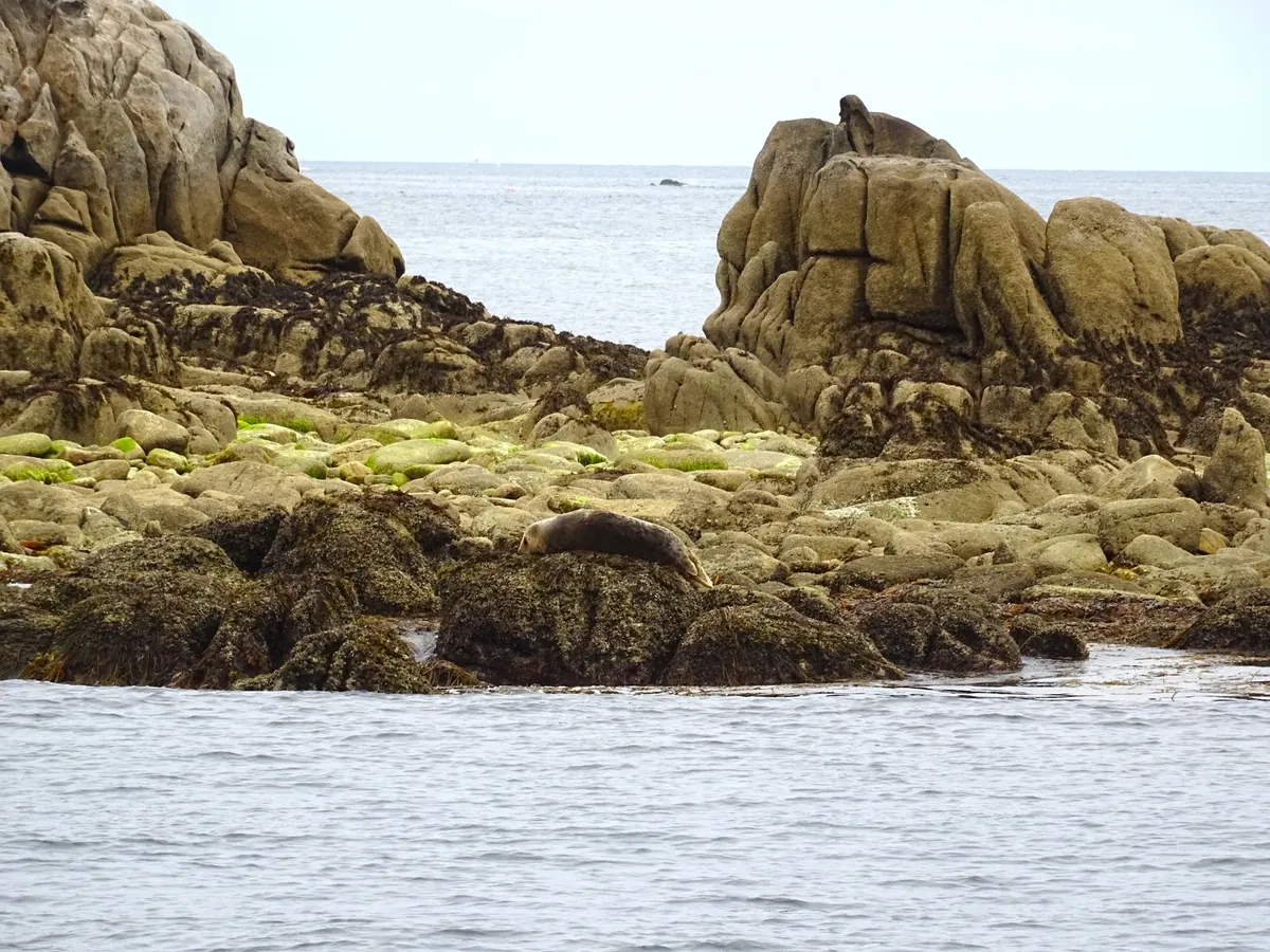 Winter Wildlife Watching Around Loch Fleet: Seals, Ducks, and Divers
